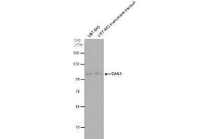 Dystroglycan Antikörper