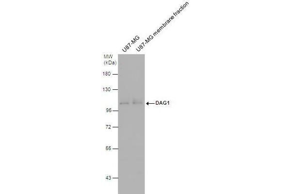 Dystroglycan Antikörper