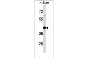 HLA-A Antibody western blot analysis in mouse Liver tissue lysates (35 μg/lane). (HLA-A Antikörper  (AA 70-99))