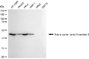 Western blotting analysis using solute carrier family 6 member 3 antibody (ABIN7800398).