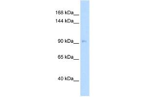 WB Suggested Anti-NEDD9 Antibody Titration:  5.