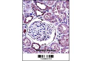 BMP7 Antibody immunohistochemistry analysis in formalin fixed and paraffin embedded human kidney tissue followed by peroxidase conjugation of the secondary antibody and DAB staining. (BMP7 Antikörper  (C-Term))