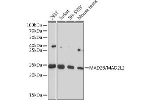 Western blot analysis of extracts of various cell lines, using MB/MB/ML2 Rabbit mAb (ABIN1679325, ABIN3019109, ABIN3019110 and ABIN7101716) at 1:1000 dilution.