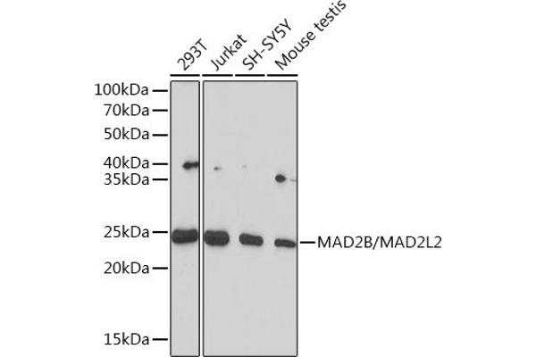 MAD2L2 Antikörper