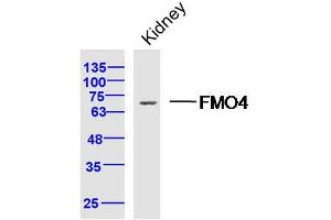 Mouse kidney lysates probed with FMO4 Polyclonal Antibody, Unconjugated  at 1:300 dilution and 4˚C overnight incubation. (FMO4 Antikörper  (AA 51-150))