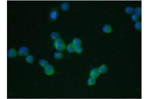 Immunofluorescence (IF) image for anti-Integrin alpha-L (ITGAL) (AA 404-769) antibody (ABIN3031369)