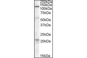 Image no. 2 for anti-Diacylglycerol Lipase, alpha (DAGLA) (C-Term) antibody (ABIN375189) (DAGLA Antikörper  (C-Term))