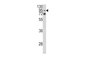 Western blot analysis of AGO1 Antibody (N-term) (ABIN390473 and ABIN2840839) in K562 cell line lysates (35 μg/lane). (AGO1 Antikörper  (N-Term))