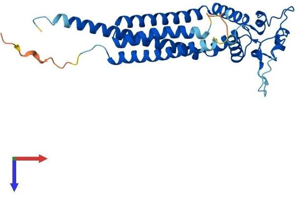 TSPAN33 Protein (AA 1-283) (His tag)