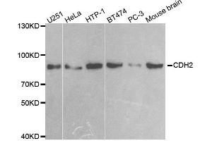 Western blot analysis of extracts of various cell lines, using CDH2 antibody. (N-Cadherin Antikörper)