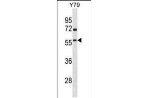Western blot analysis in Y79 cell line lysates (35ug/lane). (TAF1A Antikörper  (N-Term))