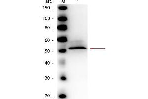 Western Blot of Rabbit anti-Hexokinase Antibody Peroxidase Conjugated. (Hexokinase Antikörper  (HRP))