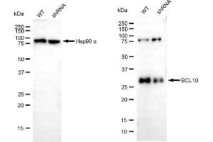 Western blotting analysis using BCL10 antibody (ABIN7800913). (Rekombinanter BCL10 Immune Signaling Adaptor Antikörper)
