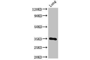 Western Blot Positive WB detected in: Mouse lung tissue All lanes: DPM1 antibody at 3 μg/mL Secondary Goat polyclonal to rabbit IgG at 1/50000 dilution Predicted band size: 30 kDa Observed band size: 30 kDa (DPM1 Antikörper  (AA 2-260))