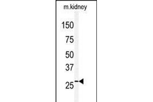 Western blot analysis of anti-CLDN2 Antibody (C-term) (ABIN390292 and ABIN2840731) in mouse kidney tissue lysates (35 μg/lane). (Claudin 2 Antikörper  (C-Term))