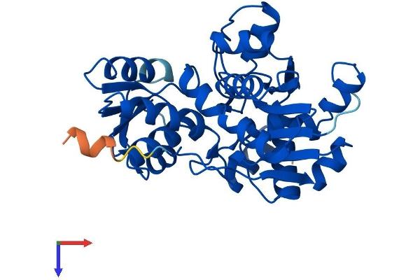 SDSL Protein (AA 1-329) (His tag)