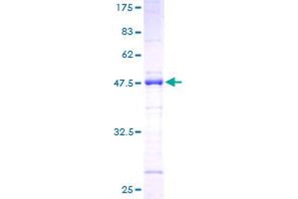 SRSF2 Protein (AA 1-179) (GST tag)