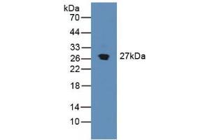 Figure. (SDF4 Antikörper  (AA 184-382))
