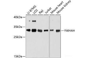 Western blot analysis of extracts of various cell lines using YWHAH Polyclonal Antibody at dilution of 1:3000. (14-3-3 eta Antikörper)
