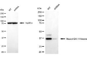 Western blotting analysis using macroH2A.