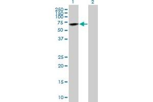 Western Blot analysis of PRCP expression in transfected 293T cell line by PRCP MaxPab polyclonal antibody. (PRCP Antikörper  (AA 1-496))