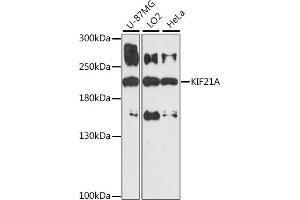 Western blot analysis of extracts of various cell lines, using KIF21A antibody (ABIN7268127) at 1:1000 dilution. (KIF21A Antikörper  (AA 1070-1270))