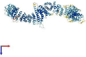 MEI1 Protein (AA 1-1274) (His tag)