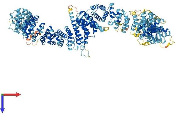 MEI1 Protein (AA 1-1274) (His tag)