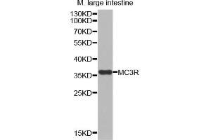 Western blot analysis of extracts of mouse large intestine, using MC3R antibody (ABIN5971546). (MC3R Antikörper)