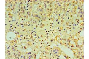 Immunohistochemistry of paraffin-embedded human adrenal gland tissue using ABIN7156608 at dilution of 1:100 (IL29 Antikörper  (AA 21-200))