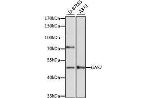Western blot analysis of extracts of various cell lines, using G antibody (ABIN6130421, ABIN6140970, ABIN6140972 and ABIN6218456) at 1:3000 dilution. (GAS7 Antikörper  (AA 1-412))