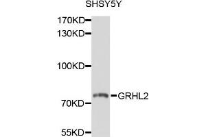 Western blot analysis of extracts of SHSY5Y cells, using GRHL2 antibody.