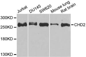 Western blot analysis of extracts of various cell lines, using CHD2 antibody (ABIN1980262) at 1:1000 dilution. (CHD2 Antikörper)
