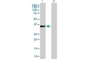 Western Blot analysis of TEAD4 expression in transfected 293T cell line by TEAD4 MaxPab polyclonal antibody.