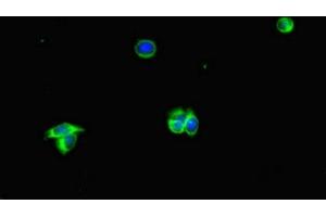 Immunofluorescent analysis of HepG2 cells using ABIN7169360 at dilution of 1:100 and Alexa Fluor 488-congugated AffiniPure Goat Anti-Rabbit IgG(H+L) (Albumin Antikörper  (AA 76-389))