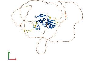 AlphaFold protein structure predicition of Human Recombinant TBX22 Protein, UniprotID Q9Y458