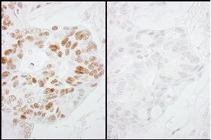 Immunohistochemistry (IHC) image for anti-RNA Polymerase II (pSer2) antibody (ABIN7448778) (RNA Polymerase II Antikörper  (pSer2))