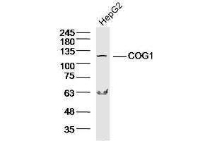 Lane 1: HepG2 lysates probed with COG1 Polyclonal Antibody, Unconjugated  at 1:300 overnight at 4˚C.