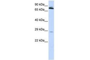Image no. 1 for anti-Thiamin Pyrophosphokinase 1 (TPK1) (AA 36-85) antibody (ABIN6743830)