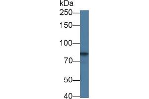 Detection of CDH5 in Bovine Kidney lysate using Polyclonal Antibody to Cadherin 5 (CDH5) (Cadherin 5 Antikörper  (AA 68-307))