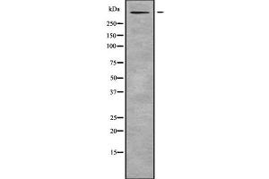 Western blot analysis of RELN using RAW264. (Reelin Antikörper  (N-Term))