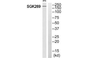Western blot analysis of extracts from 3T3 cells, using SGK269 antibody. (PEAK1 Antikörper  (N-Term))