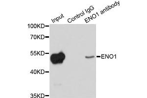 Immunoprecipitation analysis of 200ug extracts of HeLa cells using 1ug ENO1 antibody. (ENO1 Antikörper)