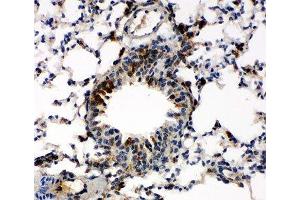IHC-P: Caspase-6 antibody testing of mouse lung tissue (Caspase 6 Antikörper  (AA 7-27))