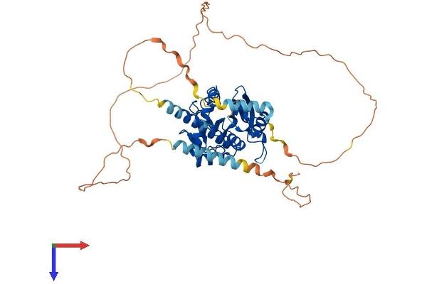 RRP8 Protein (AA 1-456) (His tag)