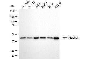 Western blotting analysis using DNAJA2 antibody (ABIN7798372). (DNAJA2 Antikörper)