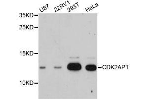 Western blot analysis of extracts of various cell lines, using CDK2AP1 antibody (ABIN1871723) at 1:3000 dilution.
