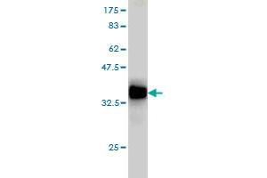 Western Blot detection against Immunogen (36.