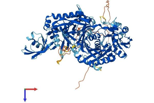 PIWIL4 Protein (AA 1-848) (His tag)
