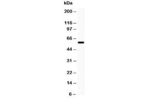 Western blot testing of KCNN antibody and HUT lysate